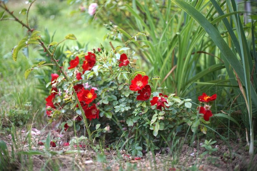  - Bienenweide Rot