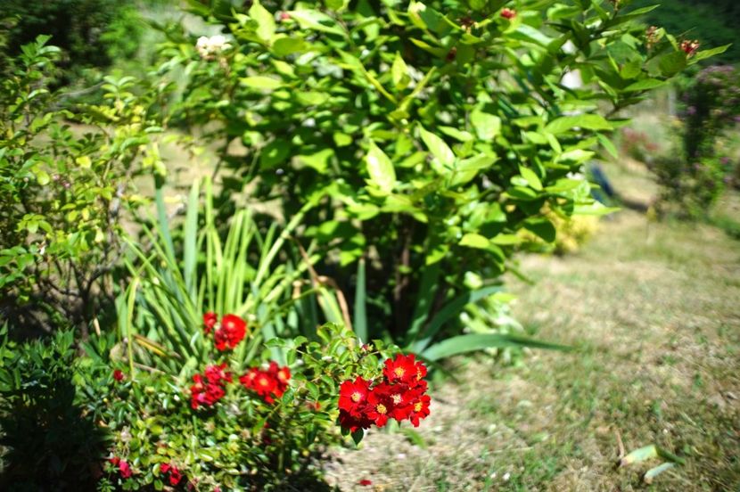  - Bienenweide Rot