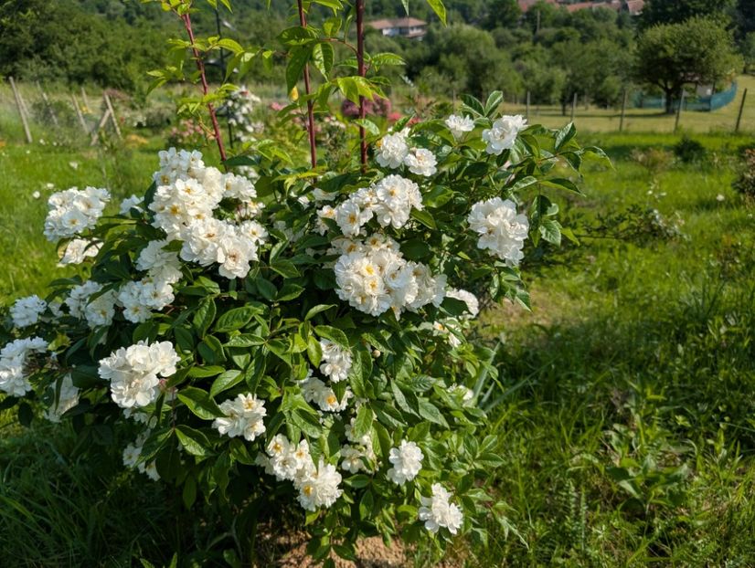 PXL_20250607_055712964 - Waterloo