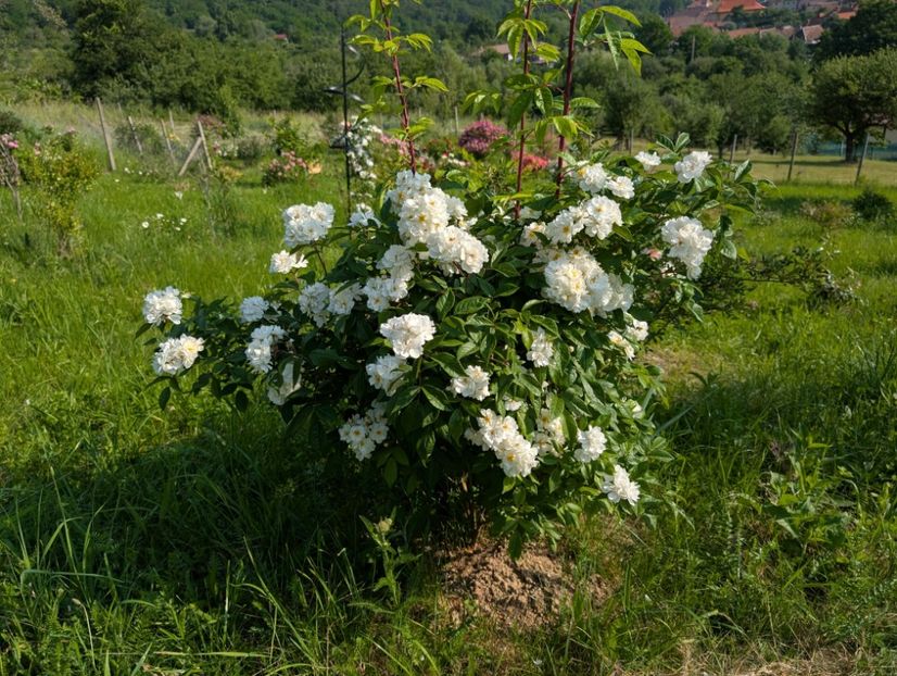 PXL_20250607_055724121 - Waterloo