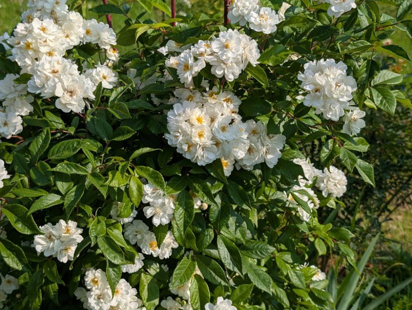 PXL_20250607_055818701 - Waterloo