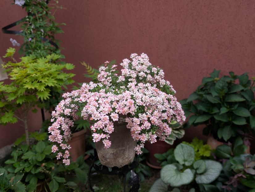 PXL_20250611_145832585.PORTRAIT - Cutie Pie