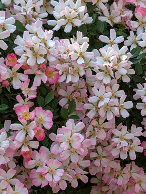 PXL_20250613_055947819 - Cutie Pie