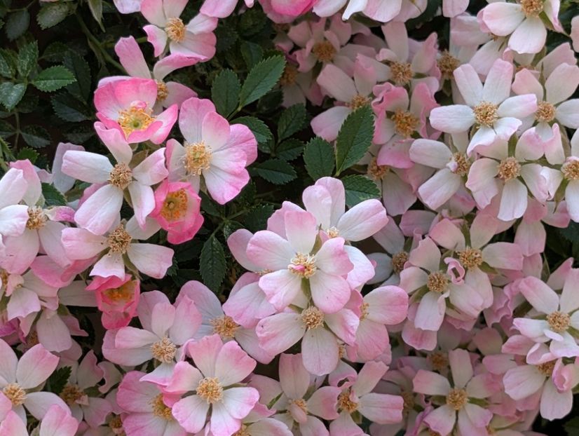 PXL_20250613_060003204 - Cutie Pie