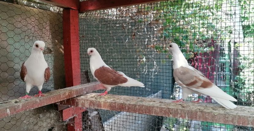 Pescăruș bulgar - Pescăruș german 2023