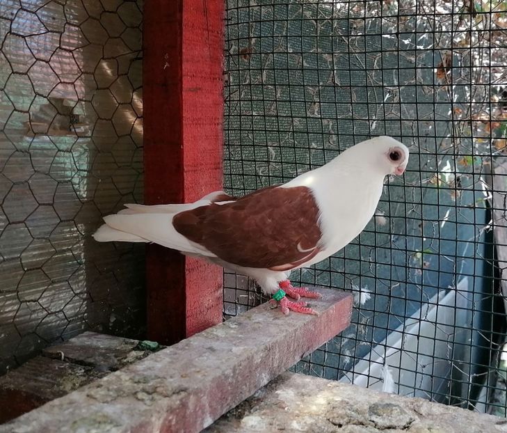 Pescăruș bulgar - Pescăruș german 2023