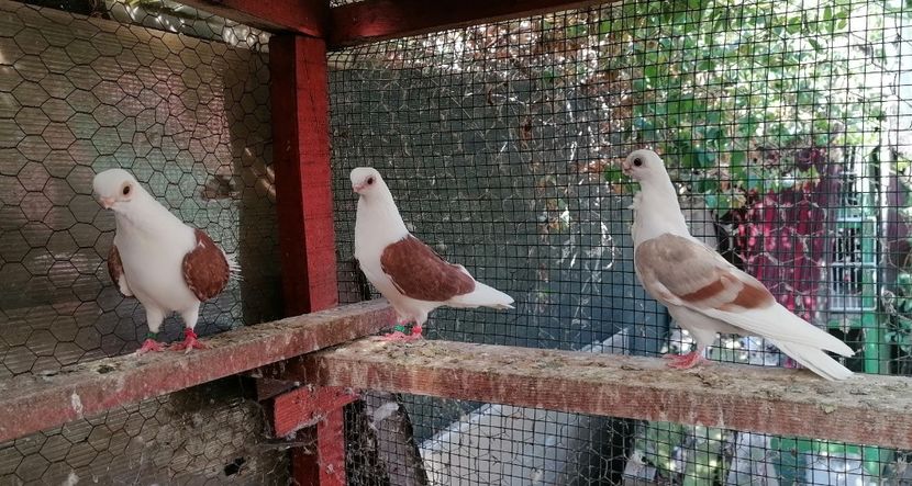 Pui 2025 - Pescăruș german 2023