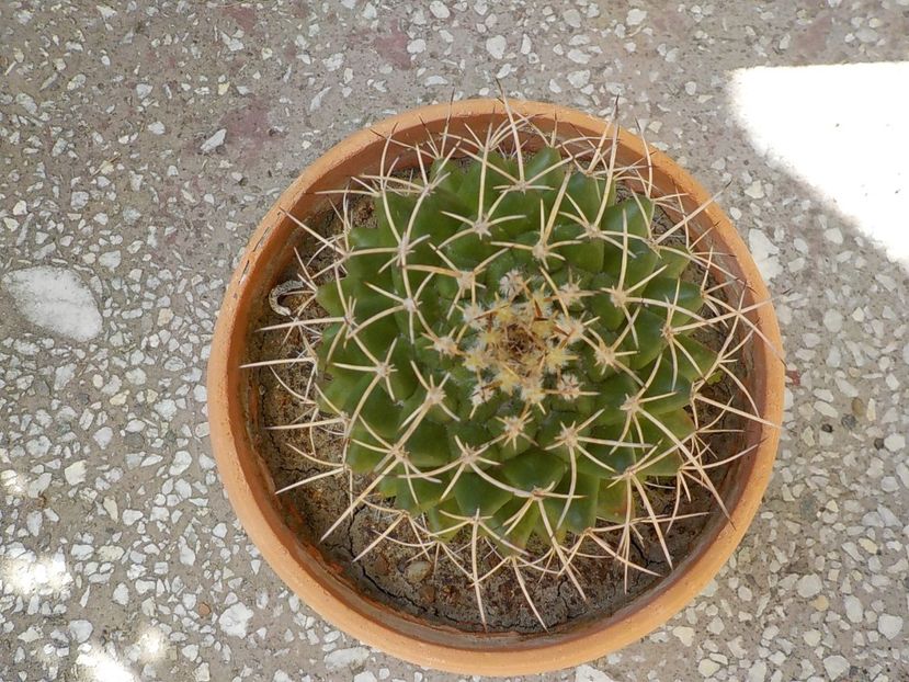  - CACTUSI si SUCULENTE