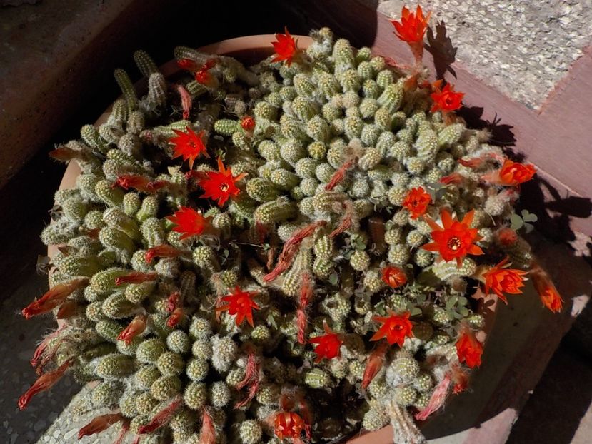  - chamaecereus sylvestris