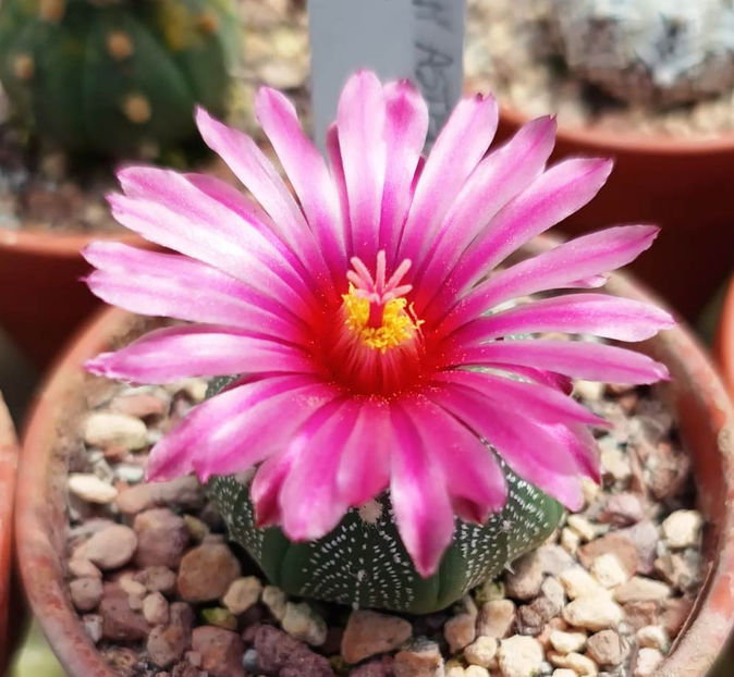 Astrophytum asterias akabana - Astrophytum asterias akabana