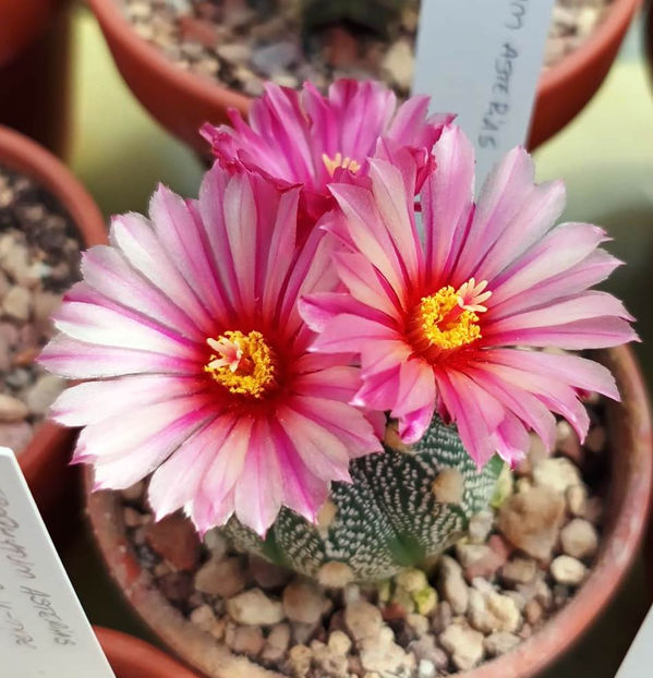 Astrophytum asterias akabana 2 - Astrophytum asterias akabana