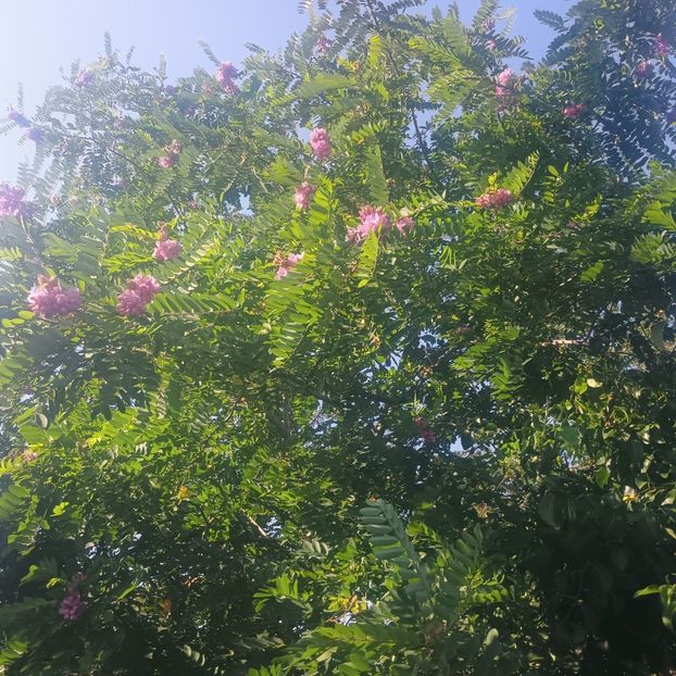 24.06 a doua inflorire - arbori ornamentali 2025