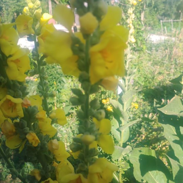 lumanarica- verbascum thapsus - Gradina flori 2025