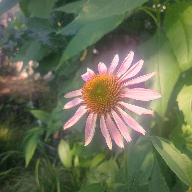 echinaceea - Gradina flori 2025