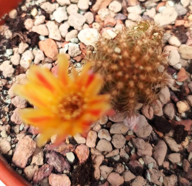 Chamaecereus hb Supernova - Chamaecereus hb Supernova