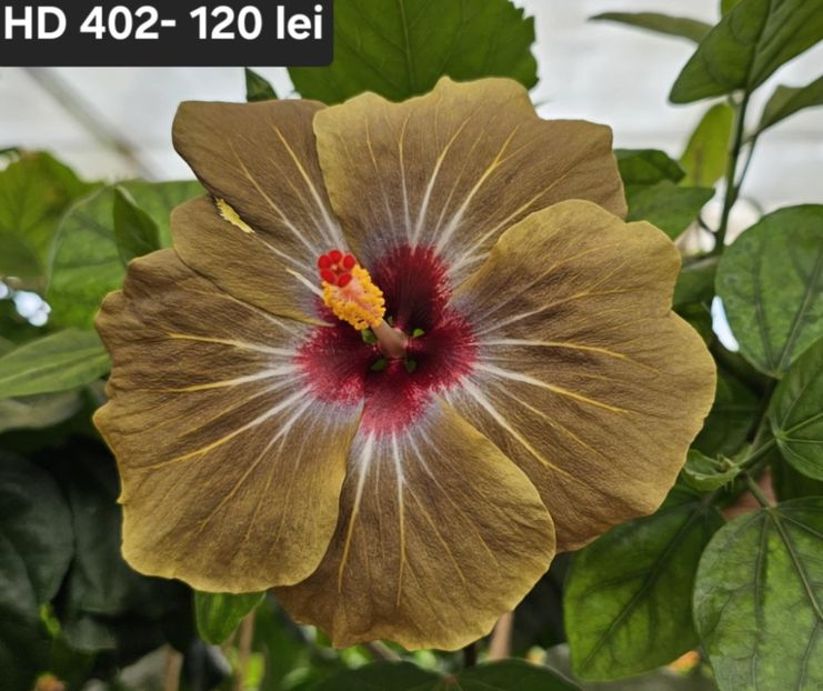 Messenger_creation_1817C84F-29A1-4FFC-A86C-1B0016891C07 - Alte flori