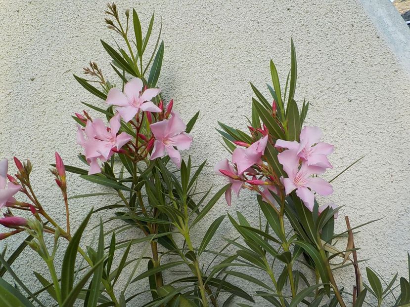  - magaly nr 8