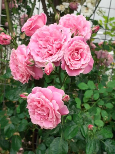  - Heillige Elisabeth 2024 _ 2025