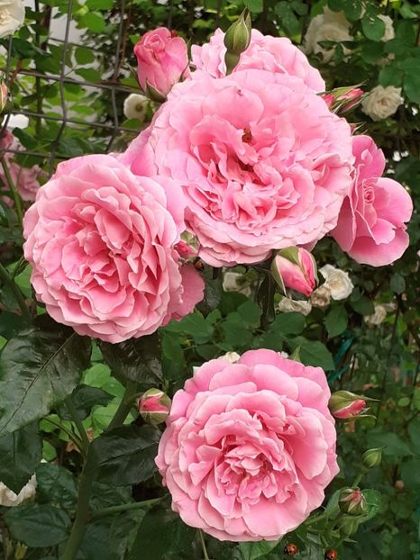  - Heillige Elisabeth 2024 _ 2025