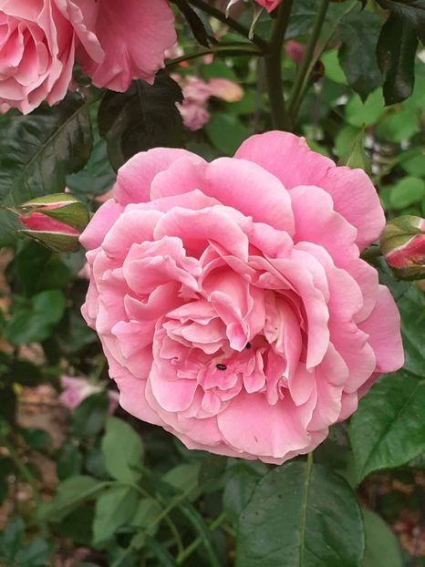  - Heillige Elisabeth 2024 _ 2025