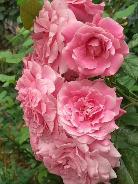  - Heillige Elisabeth 2024 _ 2025