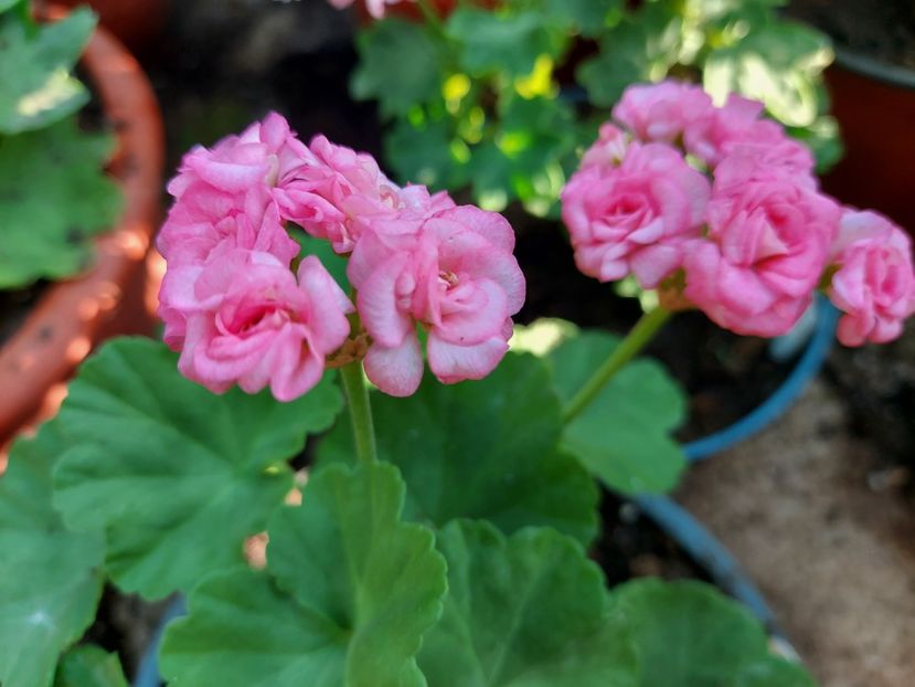 Graingers Antique Rose - A-Muscate 2025