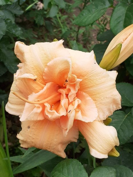  - 0001 HEMEROCALLIS - DELPHINUM