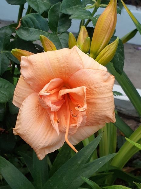  - 0001 HEMEROCALLIS - DELPHINUM