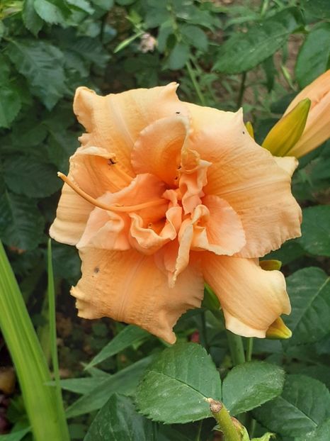  - 0001 HEMEROCALLIS - DELPHINUM