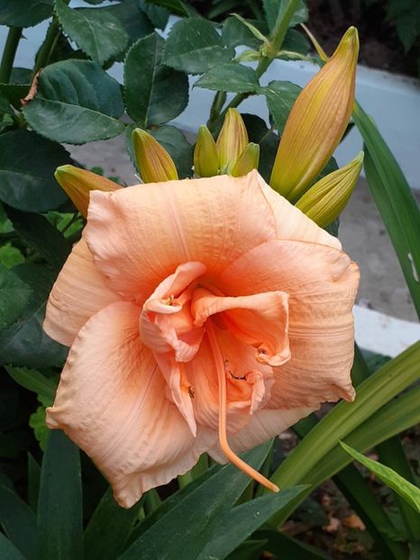  - 0001 HEMEROCALLIS - DELPHINUM