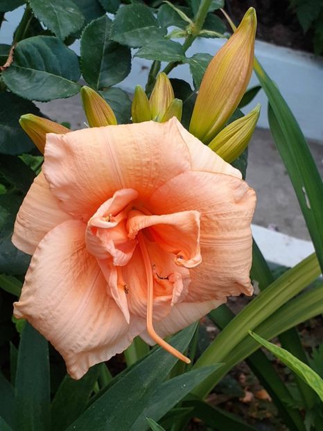  - 0001 HEMEROCALLIS - DELPHINUM