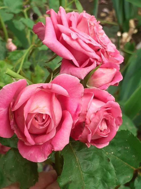  - Agnes 2021 - 2022-2023