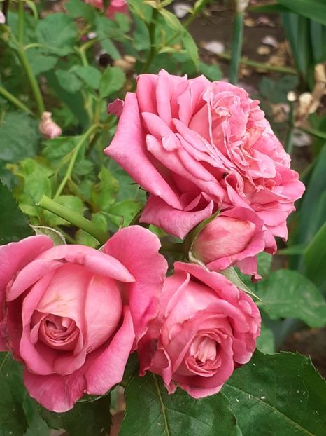  - Agnes 2021 - 2022-2023