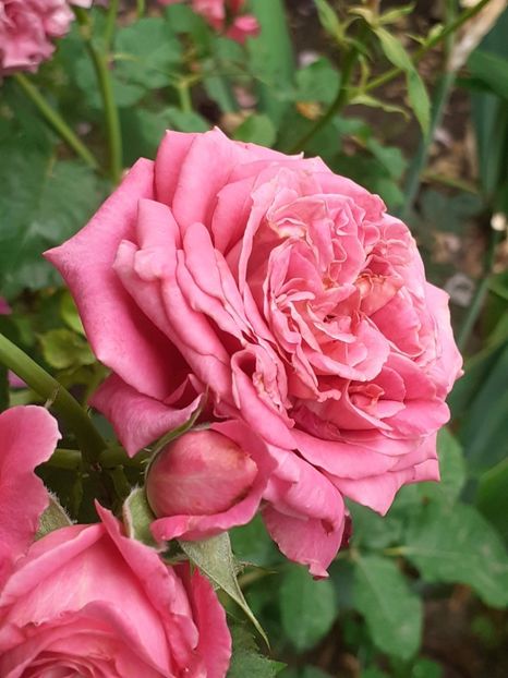  - Agnes 2021 - 2022-2023