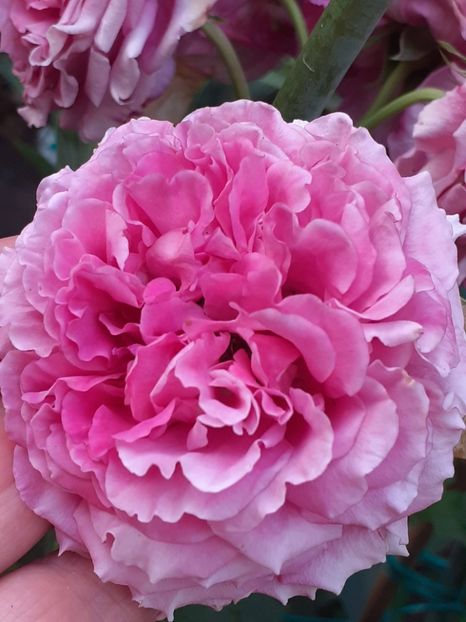  - Agnes 2021 - 2022-2023