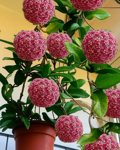  - Floare lacrimile Maicii Domnului roz
