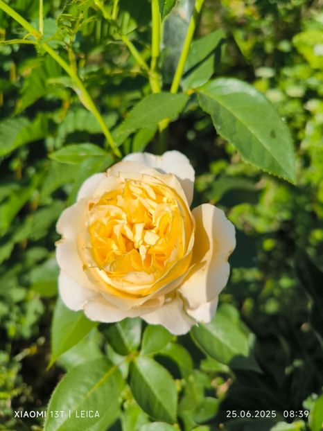  - Trandafiri 2025 ll