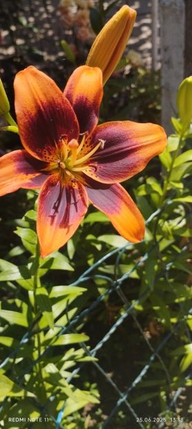  - Primavara -vara 2025