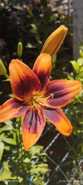  - Primavara -vara 2025