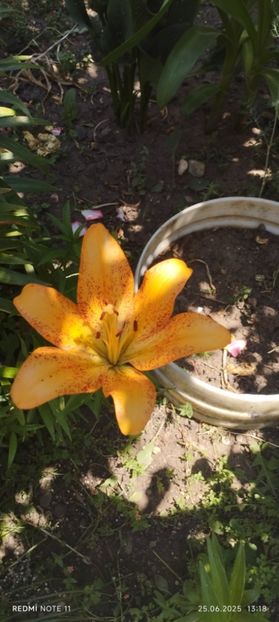  - Primavara -vara 2025