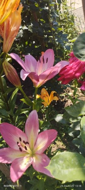  - Primavara -vara 2025