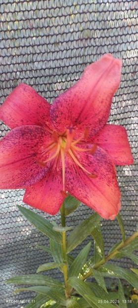  - Primavara -vara 2025