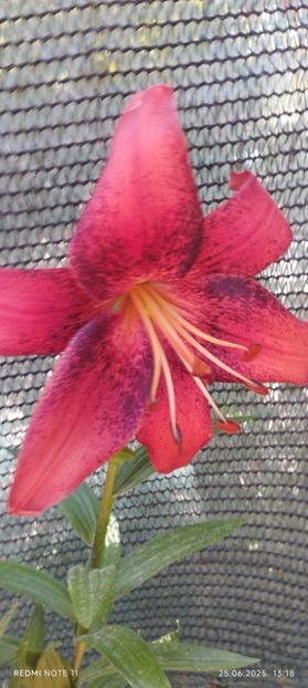  - Primavara -vara 2025