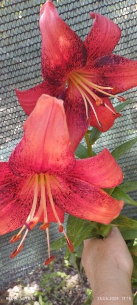  - Primavara -vara 2025