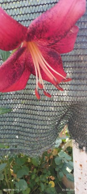  - Primavara -vara 2025