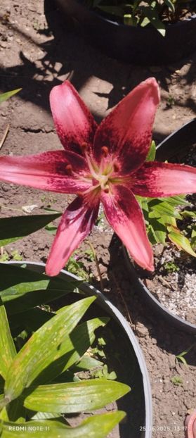  - Primavara -vara 2025