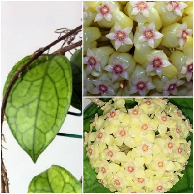 foto net - Hoya cv Irina