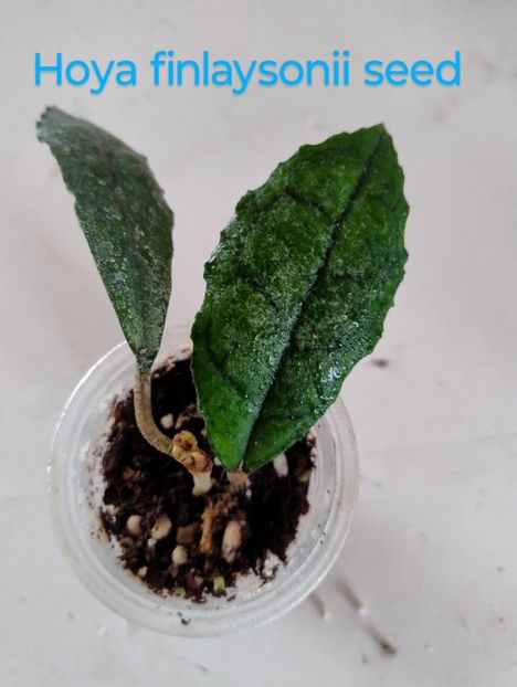 25 iunie 2025 - Hoya Finlaysonii seed