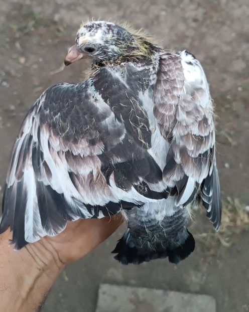  - Nu îmi aparțin 9