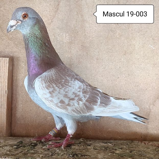 Mascul 19-003 - Trestiu